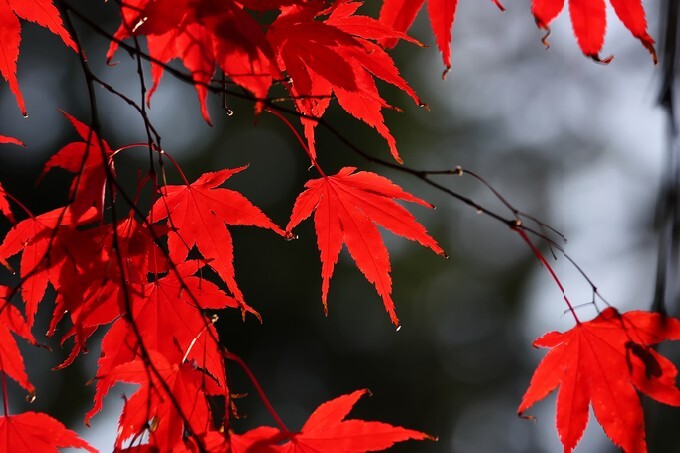 Red leaves in autumn